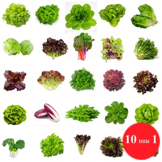 ภาพหน้าปกสินค้าผักสลัด🌱10แถม1!!📌ถูกที่สุด 10 บ. 📌ชุดเมล็ดพันธุ์ผักสลัด 5-200 เมล็ด 10บาท 📌งอกดี🌱มีคู่มือการปลูก ที่เกี่ยวข้อง