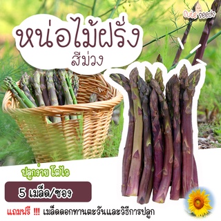 เมล็ดพันธุ์หน่อไม้ฝรั่งสีม่วง จำนวน 5 เมล็ด อัตราการงอก95% ปลูกง่าย โตไว(แถมฟรี เมล็ดผักทุกออเดอร์)