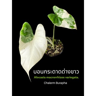 บอนกระดาดด่างขาว Alocasia macrorrhizos var