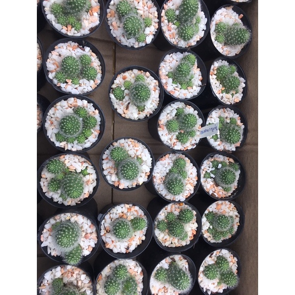 ภาพสินค้าแคคตัสรีบูเทียดอกขาว Rebutia Cactus  จัดสวนถาด cactus ต้นไม้ประดับ ไม้มินิมอล พืชทนแล้ง ของต้องมี สวนถาด จากร้าน namosam บน Shopee ภาพที่ 4