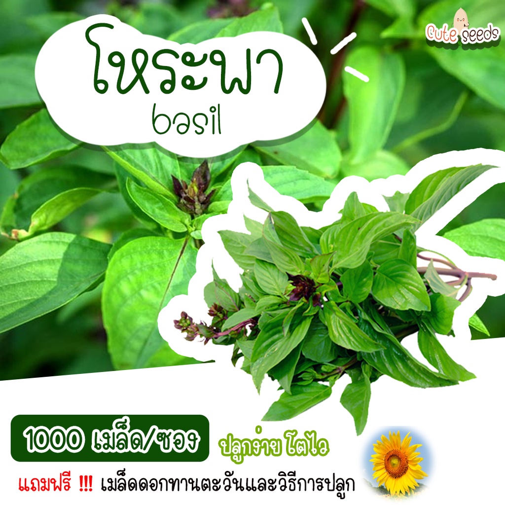 เมล็ดพันธุ์โหระพา-1000-เมล็ด-อัตราการงอก95-ปลูกง่าย-โตไว-แถมฟรี-เมล็ดผักทุกออเดอร์