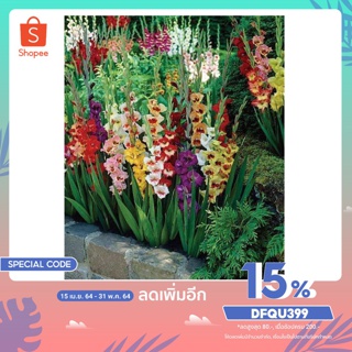 100หัว/ชุด คละสี แกรนดิโอลัส (Gladiolus) หรือดอกซ่อนกลิ่นฝรั่ง เป็นดอกไม้แห่งคำมั่นสัญญา ความรักความผูกพัน ดอกแห่งรักแท้