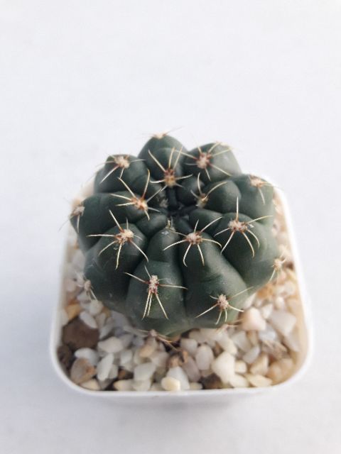 cake-cactus-farm-กระบองเพชร-gymnocalycium-baldianum-ยิมโนบัลเดียนั่มดอกชมพู