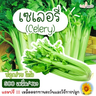 เมล็ดพันธุ์เซเลอรี่ 500 เมล็ด อัตราการงอก95% ปลูกง่าย โตไว (แถมฟรี เมล็ดผักทุกออเดอร์)