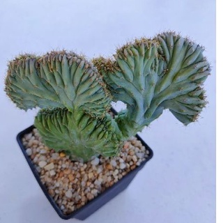 Cake Cactus Farm กระบองเพชร Myrtillocactus geometrizans cristata ตอบลูคริส