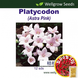 Seeds: platycodon Astra Pink (12sds): ชุดห้าดาว (สีชมพู) Balloon seeds seeds XJPW