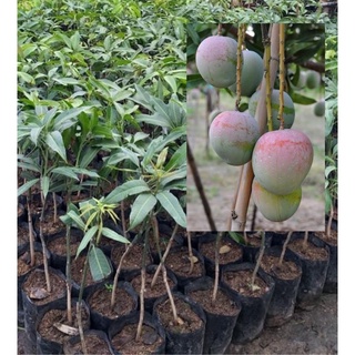ราคาต้นมะม่วงอาทูอีทู R2E2 เสียบยอด พันธุ์แท้ 100% สูง 40-60 ซน