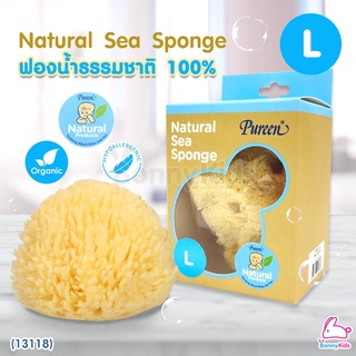 ภาพหน้าปกสินค้า(13118) Pureen (เพียวรีน) Natural Sea Sponge ฟองน้ำธรรมชาติแท้ 100% ไซส์ L ที่เกี่ยวข้อง