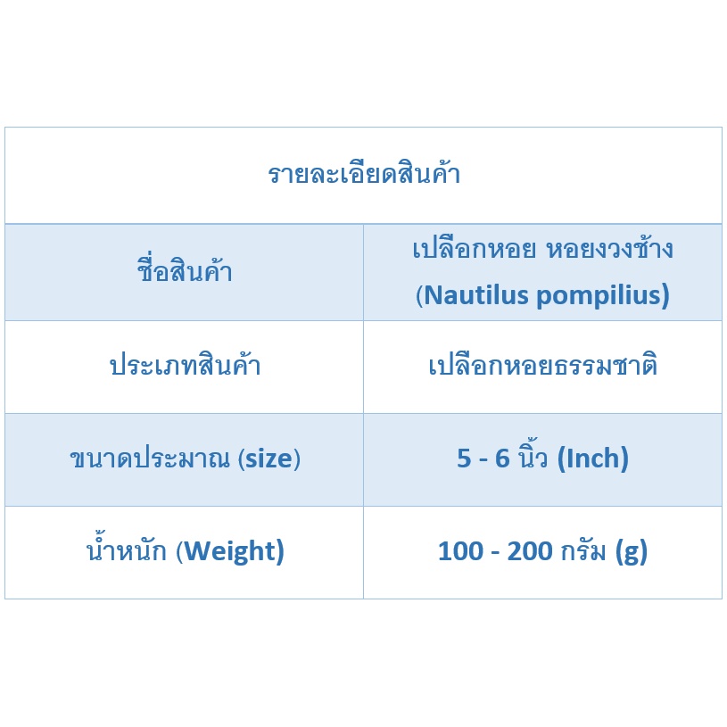 andaman-seashell-เปลือกหอย-หอยงวงช้าง-nautilus-pompilius