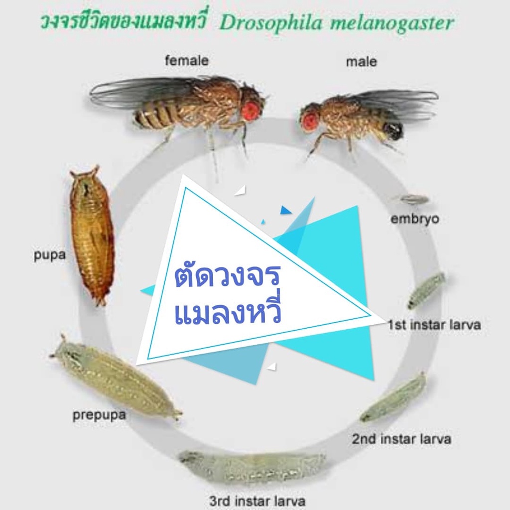 ผงไล่แมลงสาบ-มด-งู-ปลวก-กบ-หนอน-สัตว์เลื้อยคลานลิ้น2แฉก