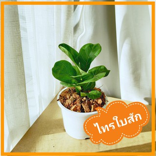 ไทรใบสัก🌿 Fiddle Fig เพาะเมล็ด ฟอร์มสวย ใบงาม ในกระถางขาว 6 นิ้ว ไม้ฟอกอากาศ