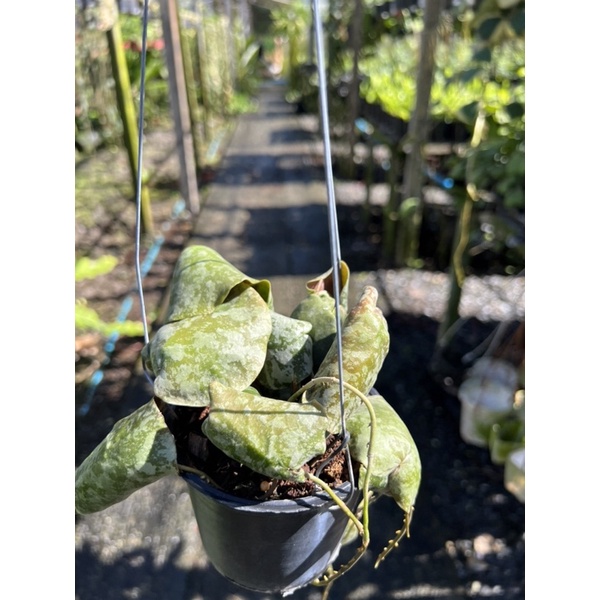 hoya-imbricata-maxima