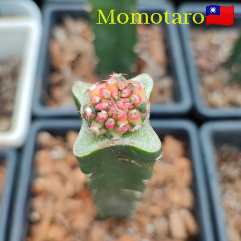 momotaro-ด่างสวย-ไม้กราฟบนตอลูกผสม