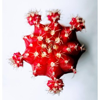 ยิมโนหัวสี (แดง)  ขนาดประมาณ 3-5 CM  ยิมโนหัวสีกราฟบนตอ  (Gymno) #cactus #แคตตัส #กระบองเพชร #ไม้อวบน้ำ