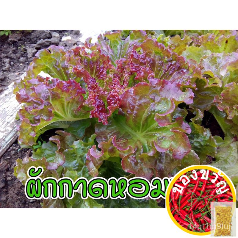 เมล็ดอวบอ้วน100-เมล็ดผักอินทรีย์-เมล็ดพันธุ์ผักสลัด-เมล็ดผักสลัด-100-200-เมล็ด-10-บาท-10-แถม-1-คละได้-เมล็ดพันธุ์puri