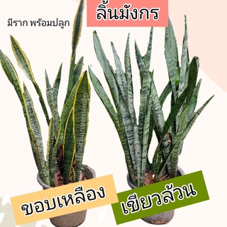 ลิ้นมังกร ใบใหญ่ ต้นสูง50ซม. มีราก พร้อมปลูก (ขั้นต่ำ 3ต้น)