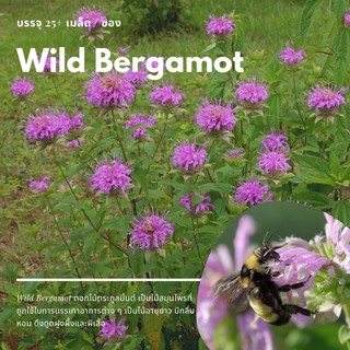 เมล็ดดอก Wild Bergamot