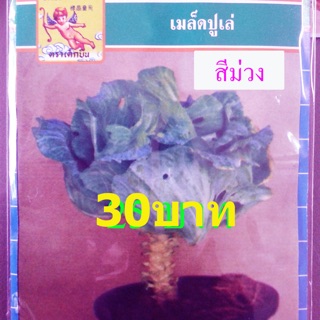 ปูเล่ สีม่วงใบใหญ่ ประมาณ 70 เมล็ด