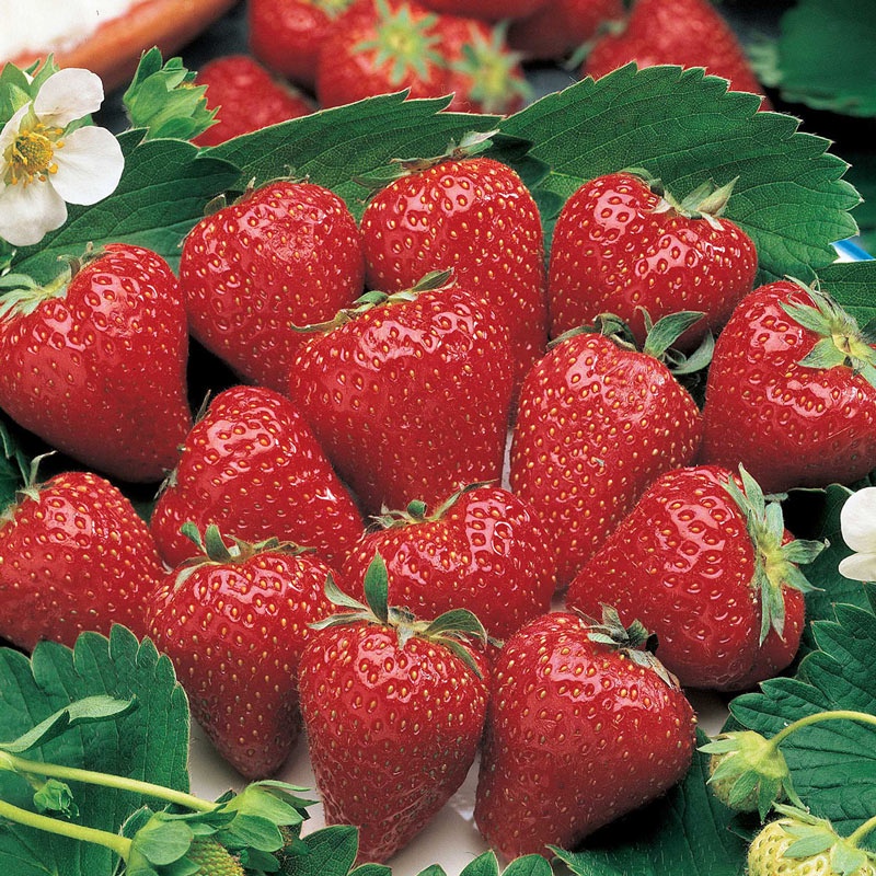 Strawberry สายพันธุ์ Surecrop 50 เมล็ด เมล็ดพันธุ์นำเข้าจาก ยุโรป ...