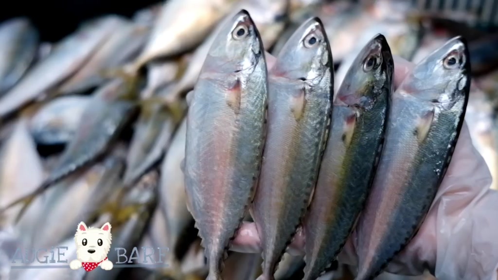 barf-ปลาทูสดทั้งตัวบดละเอียด-short-mackeral-500g