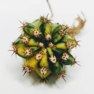 มีประกัน ส่งไว อิชินอปด่าง สีสวย ขนาดประมาณ 3-4 CM(echinopsis) #cactus #แคตตัส #กระบองเพชร #ไม้อวบน้ำ