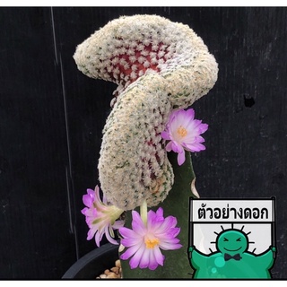 [พร้อมส่ง]🌵 แคคตัส แมม เทเรซ่าคริส mammillaria theresae cristata cactus ไม้กราฟ จำนวน 1 ต้น