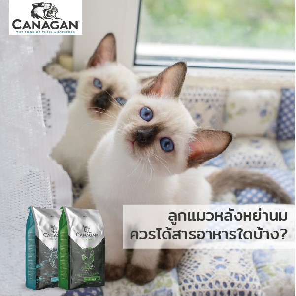 canagan-cat-salmon-1-5-kg-คานาแกน-อาหารแมวโต-อาหารลูกแมว-แมว-อาหารแมว-อาหารเม็ดแมว