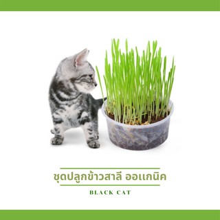 สินค้า 🐾 Black cat 🐾  ชุดปลูกข้าวสาลี (ชุดปลูกเอง) ออร์แกนิคสุดคุ้ม สำหรับสัตว์เลี้ยง สำหรับแมว 🐱🐱