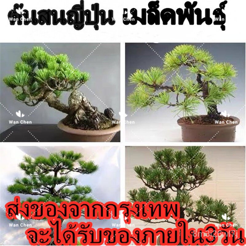 อินทรีย์-ต้น-ดอก-50-เมล็ด-ซอง-ต้นสนญี่ปุ่น-japanese-white-pine-pinus-seed-ต้นไม้แคระ-ต้นไม้ประดับต้น-japanese-2ud4