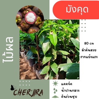 ต้นมังคุด ขนาด 80 cm (สั่งซื้อขั้นต่ำ 2 ต้น คละได้)