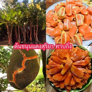 ขนุนแดงสุริยาทาบกิ่ง