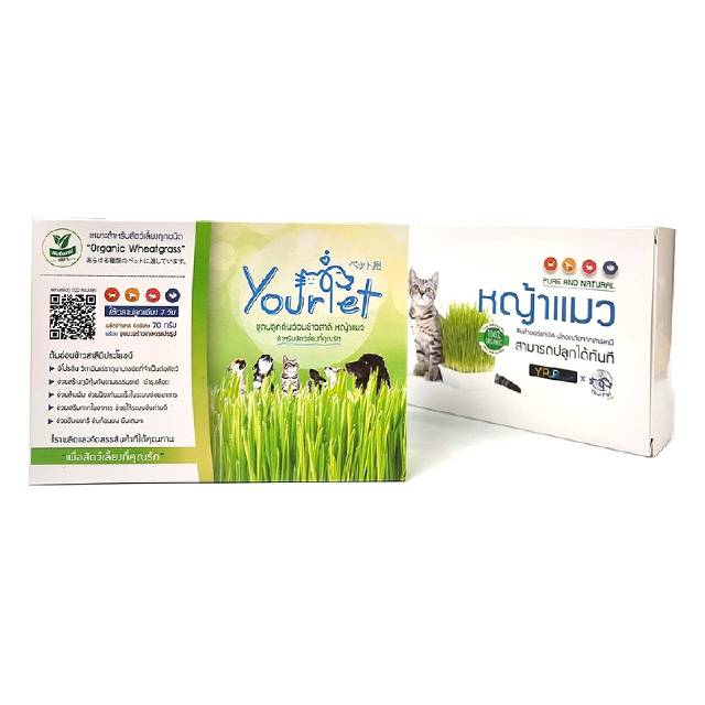 โปรโมชั่น : หญ้าแมว พร้อมปลูก 1 ชุด ปลูกได้ 2 รอบ ชุดปลูกต้นอ่อนข้าวสาลี เมล็ดพันธุ์หญ้าแมว พร้อมส่ง