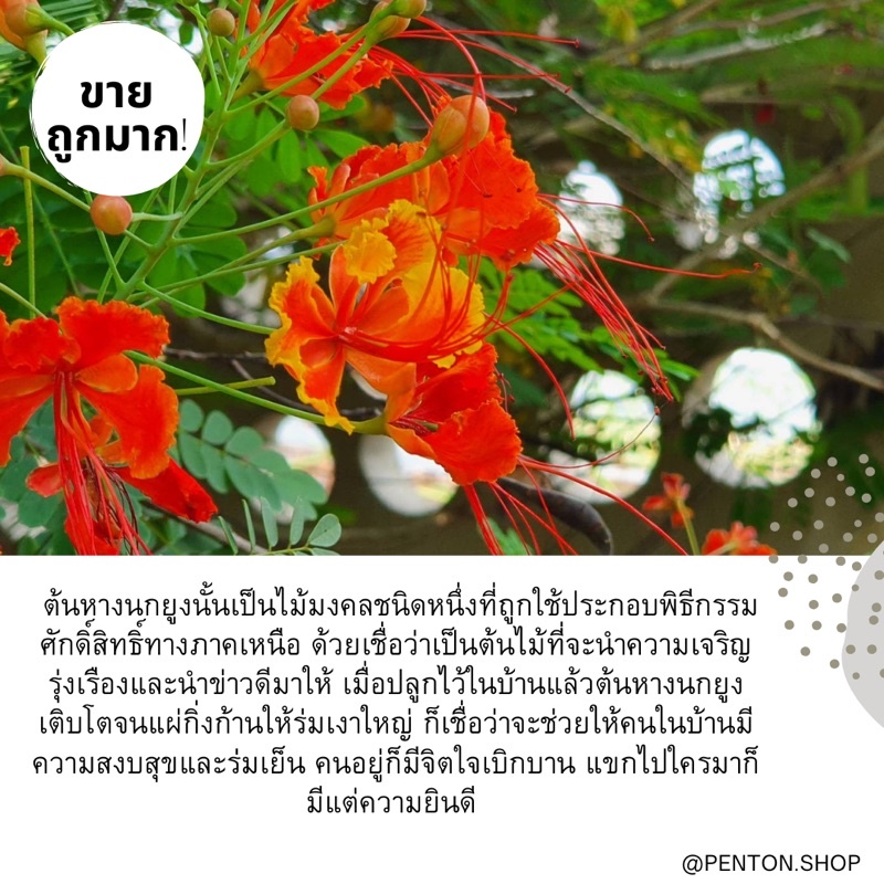 เมล็ดพันธุ์ดอกหางนกยูงแดงเล็ก-5เมล็ด-ขั้นต่ำ-สั่งสินค้าภายในร้าน30บาทขึ้นไปค่ะ