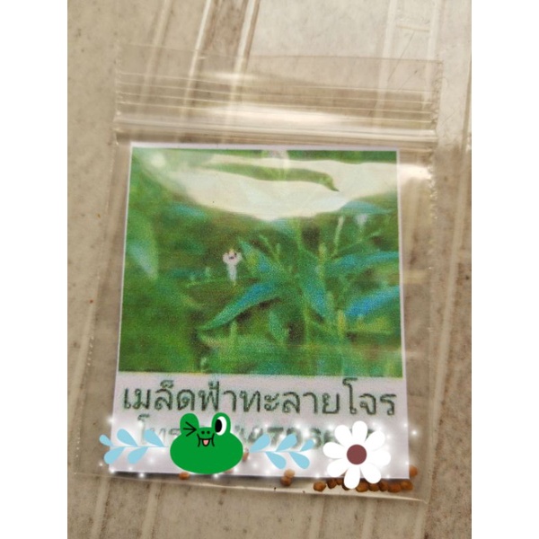 พร้อมส่ง-บรรจุ-100-เมล็ด-เมล็ดฟ้าทะลายโจรแก่จัด-พร้อมส่งทันที-พร้อมวิธีการปลูก