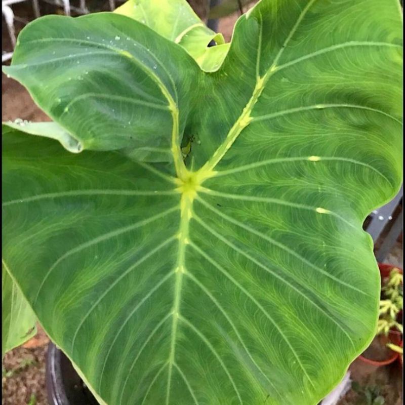 colocasia-yello-widow-แมงมุมแม่ม่ายเหลือง