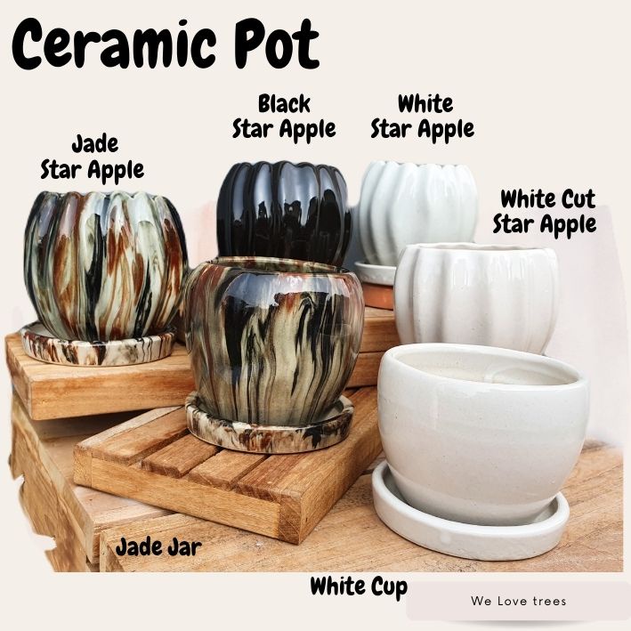 ภาพหน้าปกสินค้า" Star Apple" Ceramic Pots กระถางต้นไม้ จากร้าน pupachanwit บน Shopee