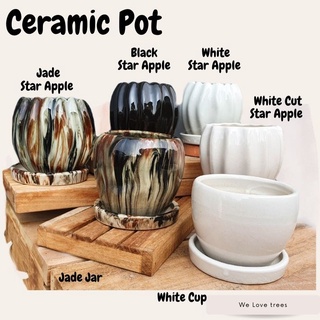 ภาพขนาดย่อของภาพหน้าปกสินค้า" Star Apple" Ceramic Pots กระถางต้นไม้ จากร้าน pupachanwit บน Shopee