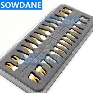 Dental 28 pcs 1:1 Demonstration Permanent Teeth Teach Study Model Dental Dentist Practice Mold Typodont