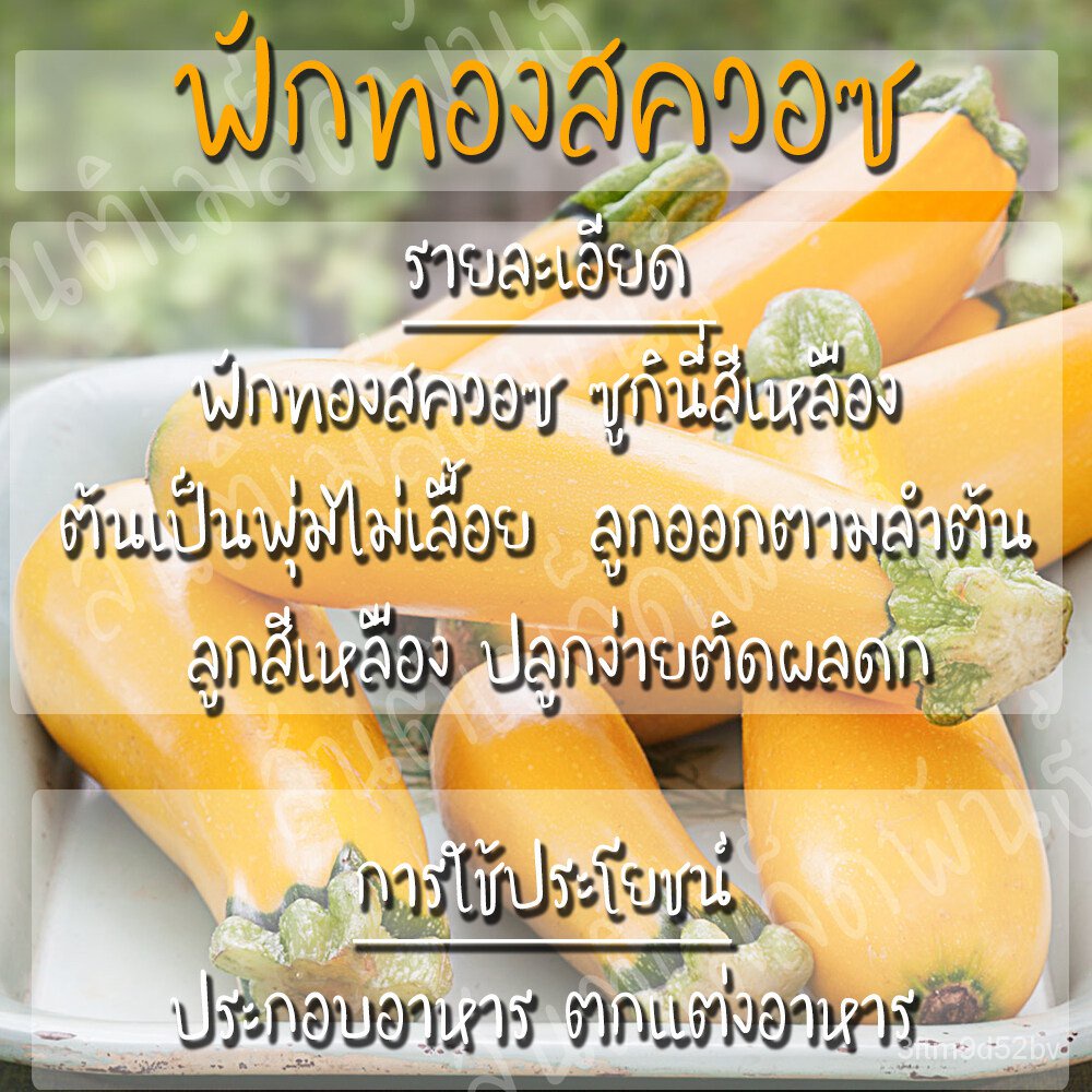 เมล็ดอวบอ้วน100-เมล็ดพันธุ์-ฟักทองสควอซ-ซูกินี่สีเหลือง-20-เมล็ด-golden-zucchini-squash-seed-เมล็ดพันธุ์แท้100-นำเข้าจาก