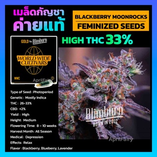 [THC 33%] BLACKBERRY MOONROCKS FEMINIZED เมล็ดพันธุ์กัญชานอก โฟโต้ เพศเมีย เมล็ดค่าย Blimburnseeds แบ่งขาย ตรงปก💯%