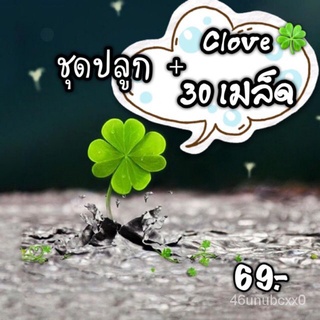 ผู้ผลิตเมล็ดพันธุ์/เมล็ดพันธุ์เมล็ดเก็บสดชุดปลูกต้น”โคลเวอร์”(Clover)ใบไม้นำโชค/เมล็ด เมล็ดพันธุ์ ต้น KJZP