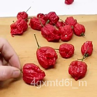 (ผู้ค้าส่งเมล็ดพันธุ์) พริกเผ็ดที่สุดในโลก!!ถูกที่สุด 9 บ. ☘️3  เมล็ด carolina reaper ☘️ปลูกง่าย ขึ้นไว เผ็ดที่สุดนำเข้า