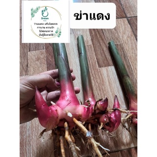 ต้นข่าแดง (สำหรับเพาะปลูก)  ผักสวนครัวน่าปลูก