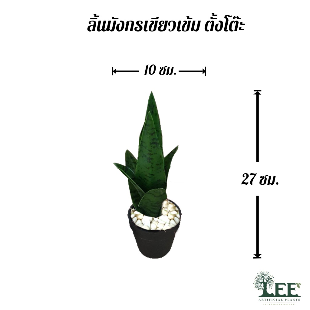 ต้นลิ้นมังกรตั้งโต๊ะ-สูง-28-ซม-พร้อมกระถาง-ต้นไม้มงคล-ต้นไม้เสริมฮวงจุ้ย