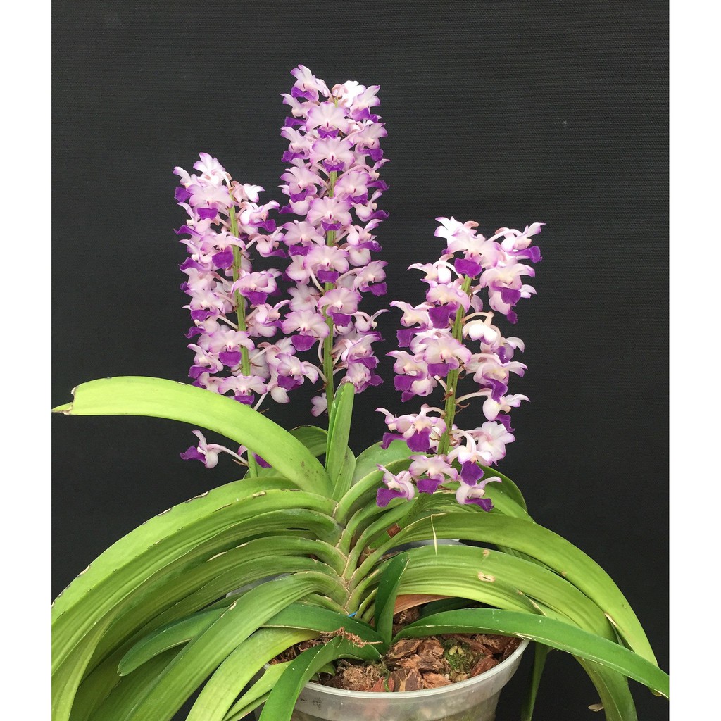 เอื้องเขาแกะ-ดอกสวยงาม-rhynchostylis-coelestis-1-ต้น-ไม้ฟาร์ม-สวยสมบูรณ์