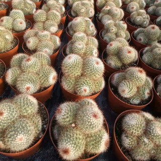 [ถูกสุด] Cactus โนโตแคคตัส ฟอร์มกอ กระบองเพชร แคคตัส