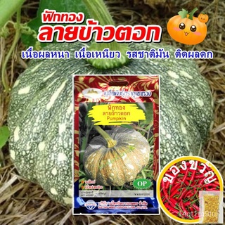 เมล็ดฟักทองลายข้าวตอก Pumpkin เมล็ดพันธุ์ฟักทอง เมล็ดฟักทอง เมล็ดพันธุ์ผักสวนครัว ตราภูเขาทองCosmosChamomileLycopersicon