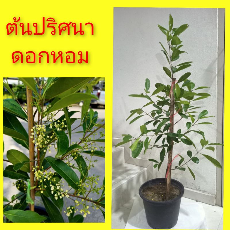 ต้นปริศนา-ดอกปริศนา-ไม้โบราณ-กระถาง-11