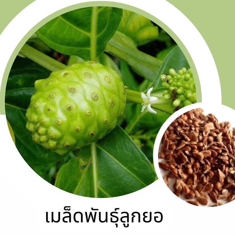 เมล็ดพันธุ์ลูกยอ-5เมล็ด-ขั้นต่ำ-สินค้าภายในร้าน30บาทขึ้นไปค่ะ