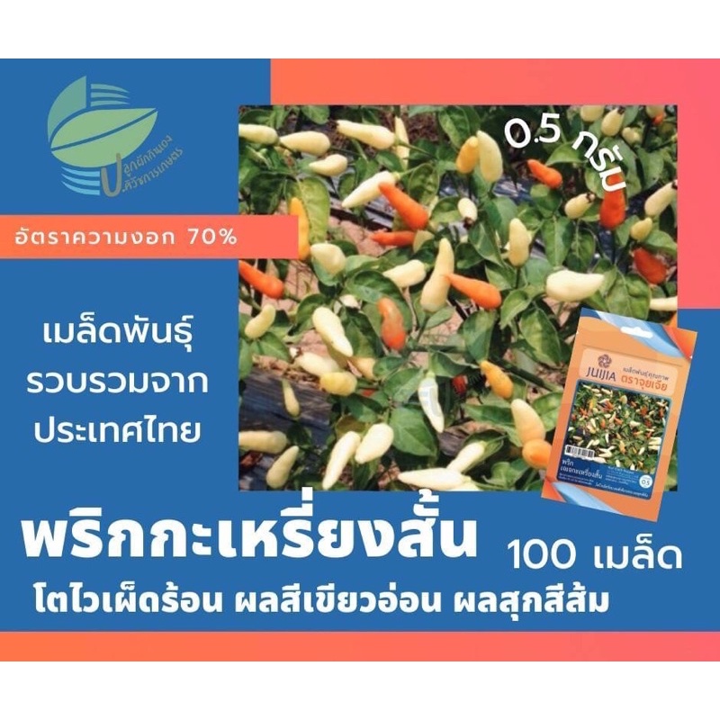 พริกกะเหรี่ยงสั้น-hot-chilli-peper